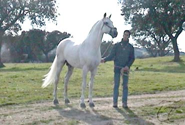 Justiceiro