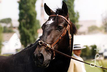 Orador