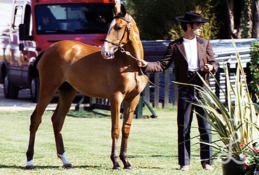 Pérola
