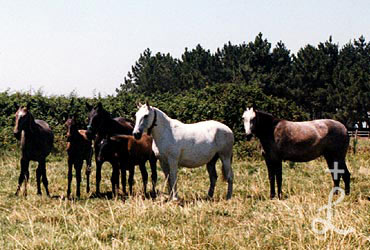 Éguas a campo